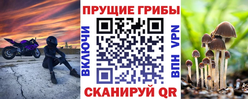 Псилоцибиновые грибы Psilocybe  где можно купить наркотик  Дмитриев 